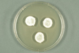 Aspergillus